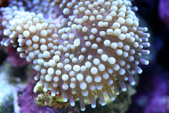 Macro reef marine life photography by Felix Salazar
