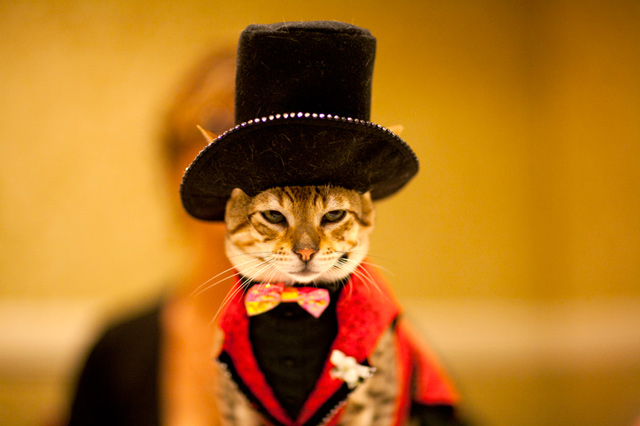 Cat in a top hat