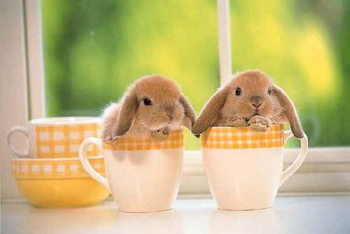 cute pictures of bunnies. time with Cute Overload.