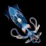 Blackwater