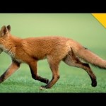 Cute Little Fox Plays With a Golf Ball