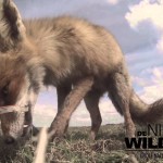 Fox Steals a Video Camera Hidden in an Animal Carcass