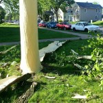 Lightning Blasts Bark off Tree