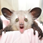 True Facts About The Aye Aye by Ze Frank