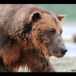 Young Wild Grizzly Bear Cub Chews on a GoPro Camera