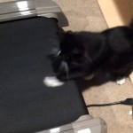 Cat Tests Out Moving Treadmill