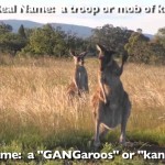 Pleated-Jeans Provides Better Names for Groups of Animals