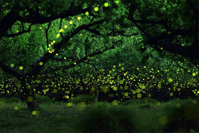 Flight Paths of Fireflies Long Exposure Photo Series