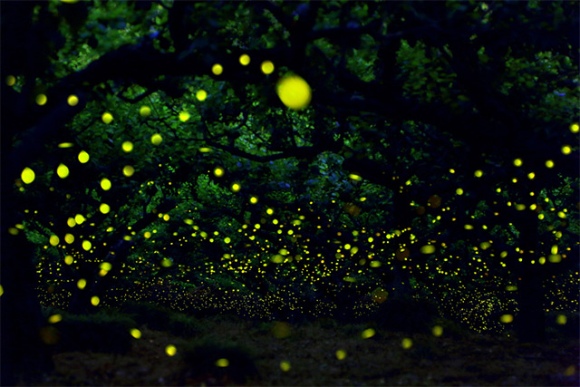 Long exposure photos of fireflies by Yume Cyan
