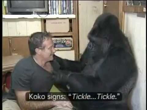 robin-williams-in-a-tickle-fight-with-koko-the-gorilla.jpg