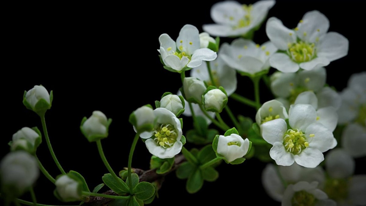 Stunning Macro TimeLapse of Flowers Growing and Blooming