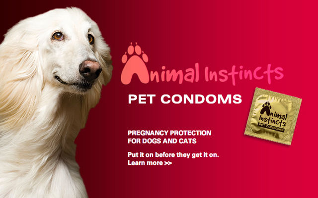 Pet Condoms