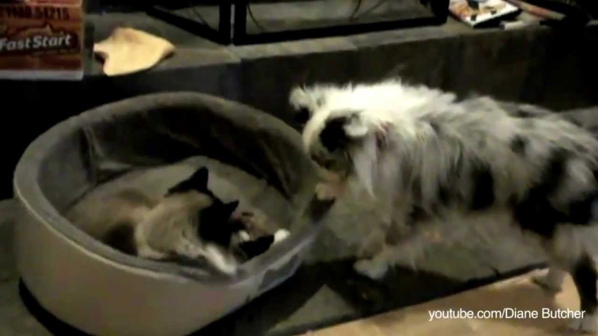 Compilation Video of Cats Taking Over Dog Beds