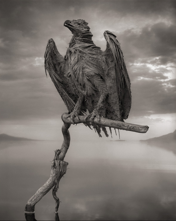 Animal statue photos by Nick Brandt