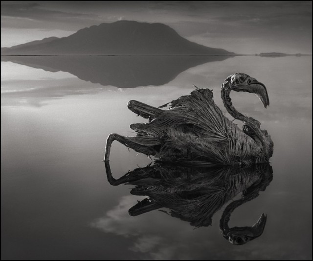 Animal statue photos by Nick Brandt