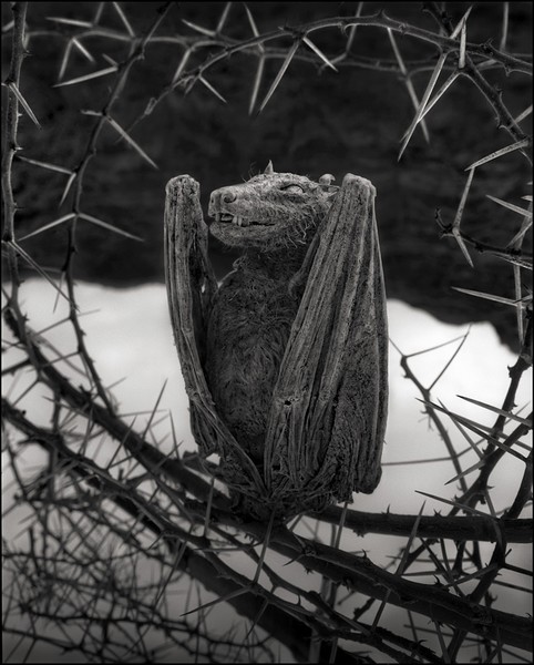 Animal statue photos by Nick Brandt
