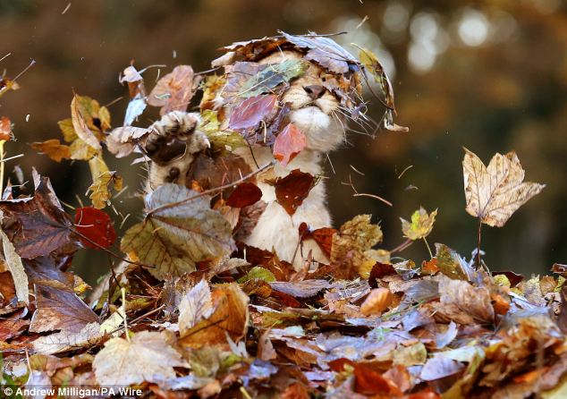 Lion Cub Plays With Leaves3