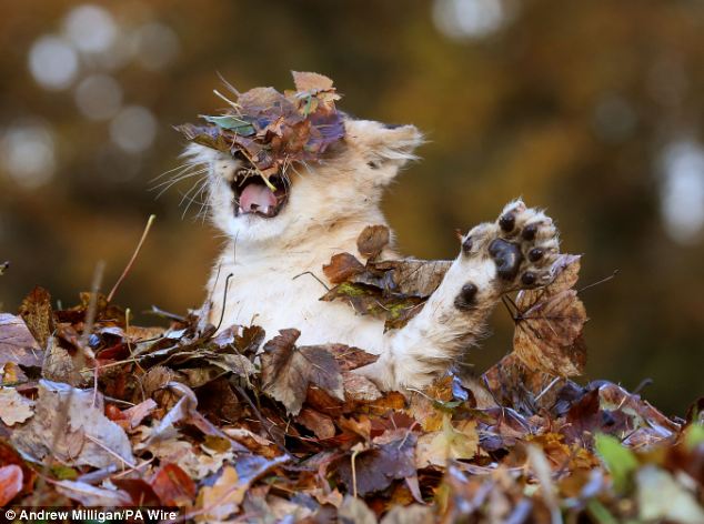 Lion Cub Plays With Leaves4