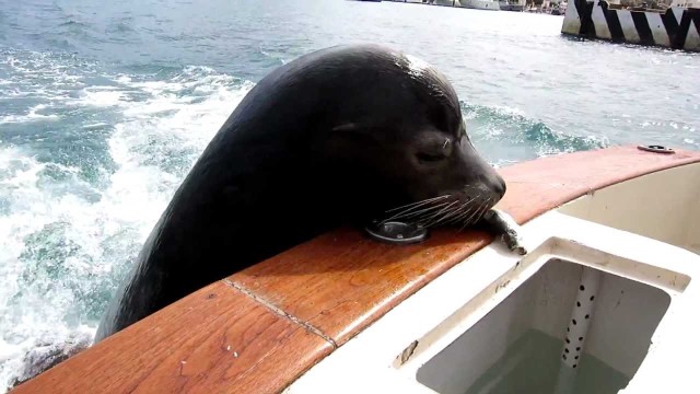 Sneaky Pelican Steals a Fish From a Picky Sea Lion