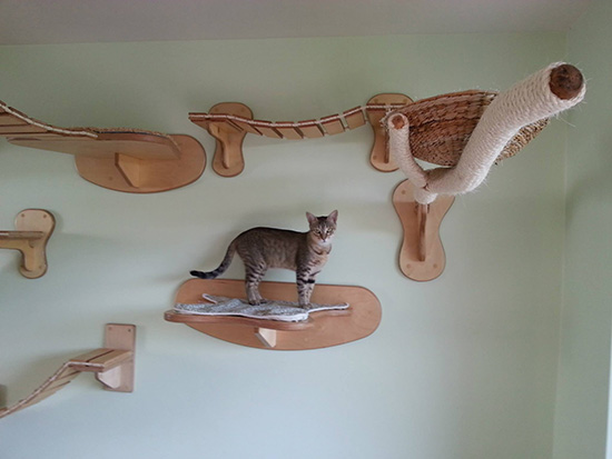 custom cat structures