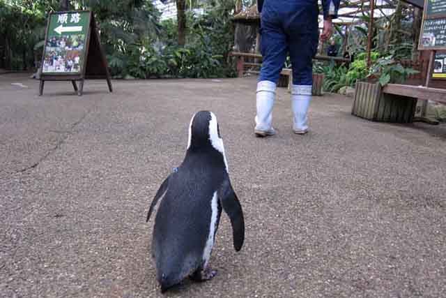 Penguin in Love 