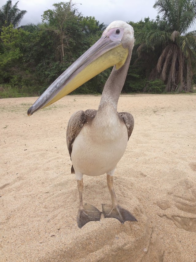 Big-Bird-the-Pelican.jpg (640×853)