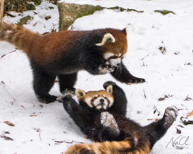 Red Pandas Playing In Snow