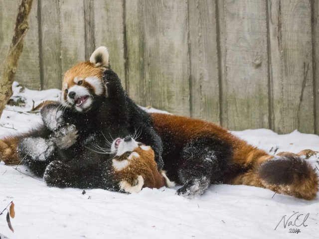 Red Pandas Playing Together In the Snow