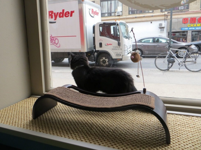 Cat Cafe - Kitty In Window