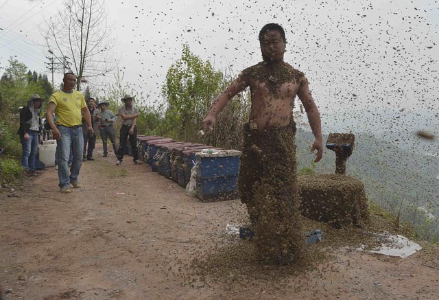 Chinese Beekeeper Wears 500,000 Bees