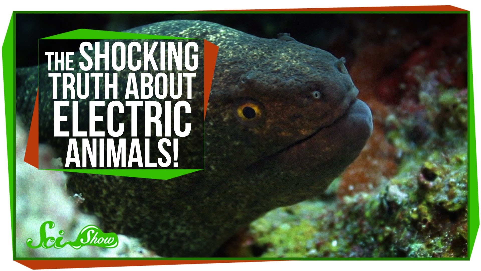 SciShow Explores the World of Animals That Sense and Produce Electricity