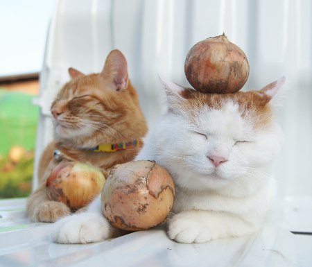 Kitties and Onions