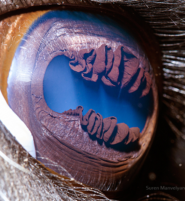 Extreme Close-Up Photos of Animal Eyes by Suren Manvelyan