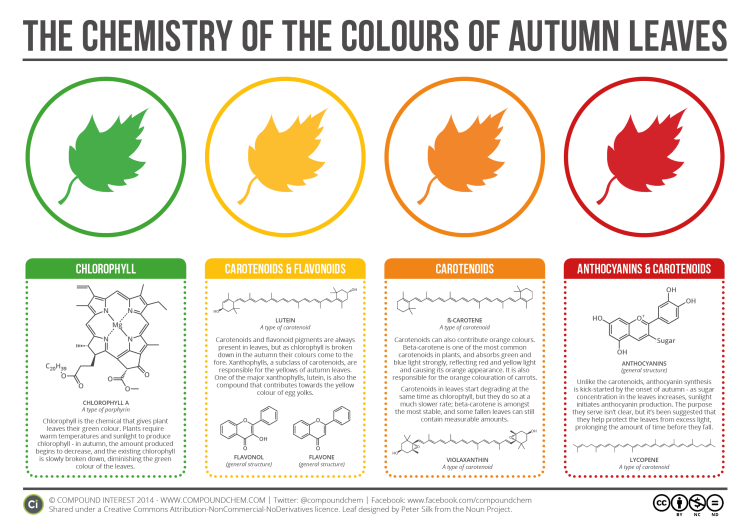 Color of Autumn Leaves Explained