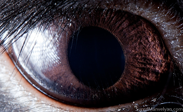Extreme Close-Up Photos of Animal Eyes by Suren Manvelyan