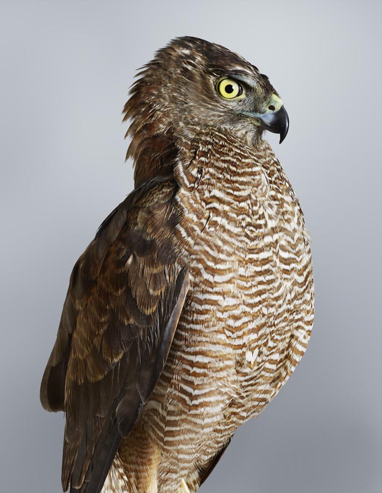 Beautifully Detailed Photographic Portraits of Birds by Leila Jeffreys