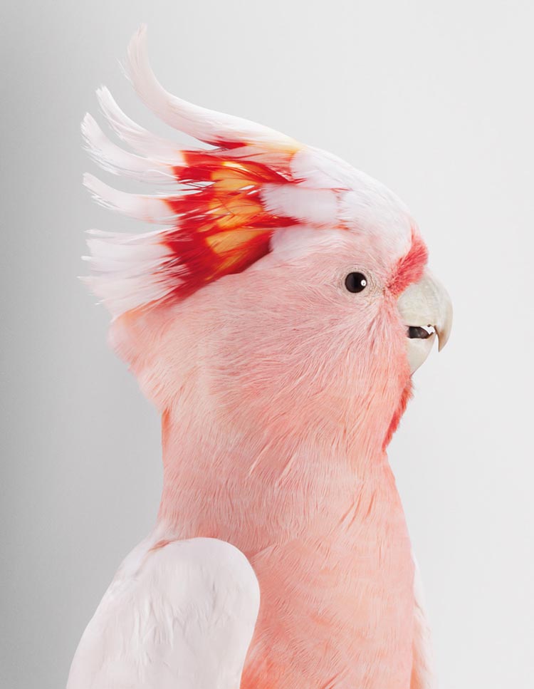 Beautifully Detailed Photographic Portraits of Birds by Leila Jeffreys