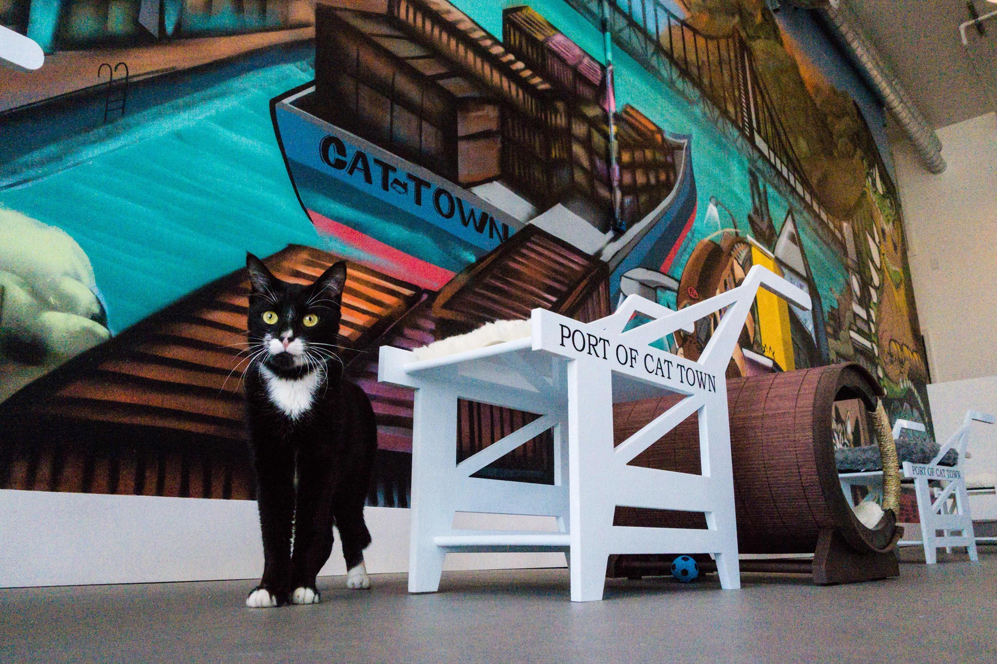 Cat Town Cafe, The First Operational Cat Cafe in the United States