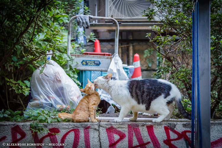 Kitties on Wall