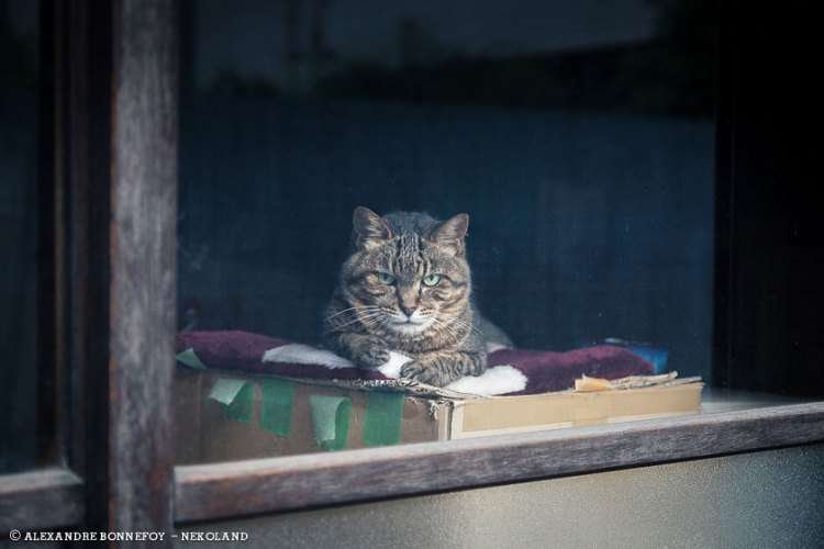 Tabby on Box