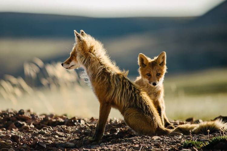 Adolescent Foxes