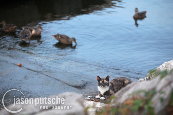 Duck Cat