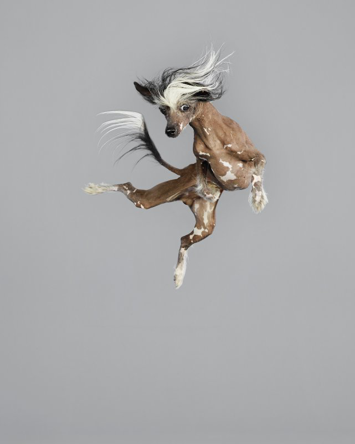 Freestyle Chinese Crested