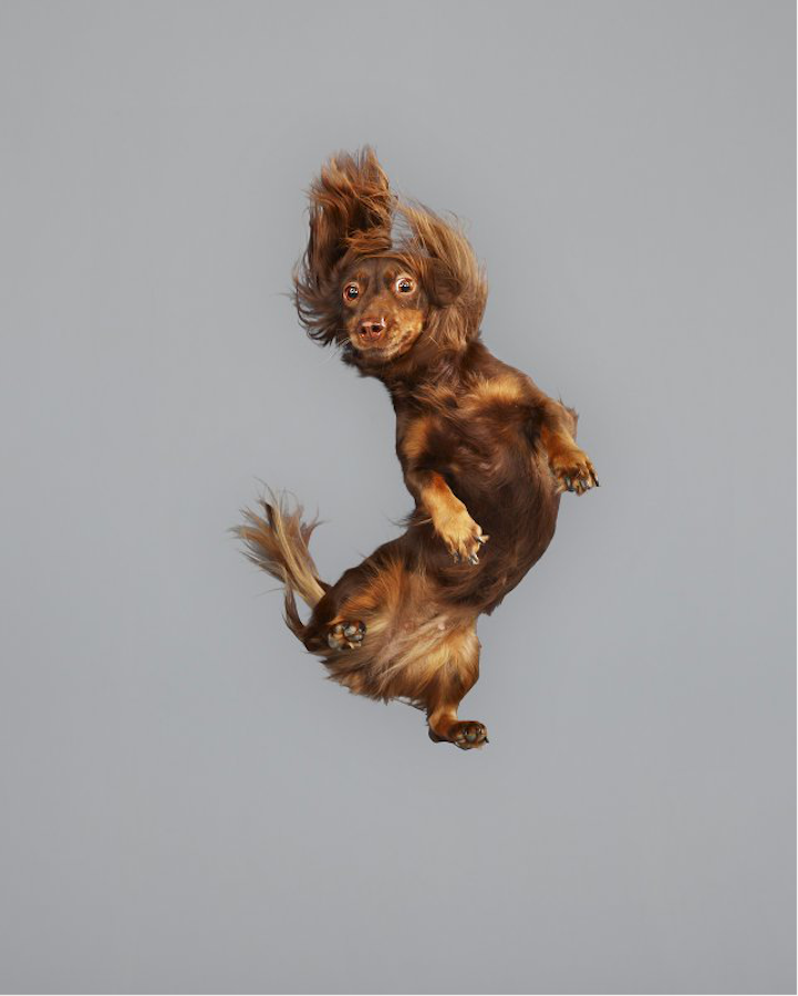 Freestyle Doxie