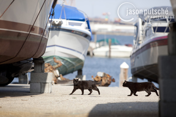 Marina Cats