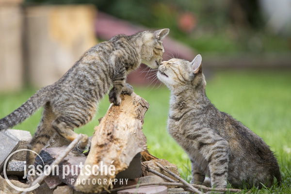 Mom and Kitten