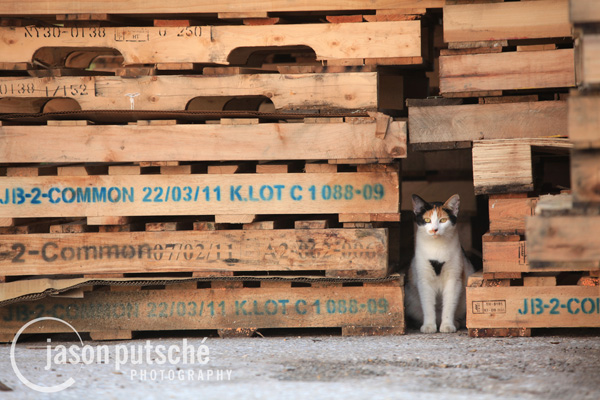 Pallet Cat