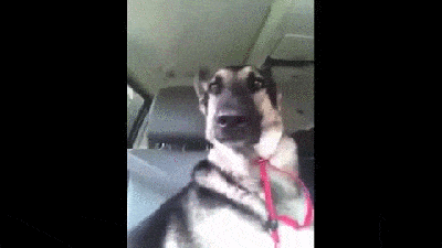 Flo Rida Dog