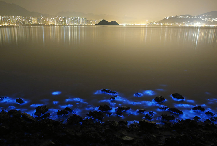 Bioluminescent Plankton Illuminates the Waters Off Hong Kong