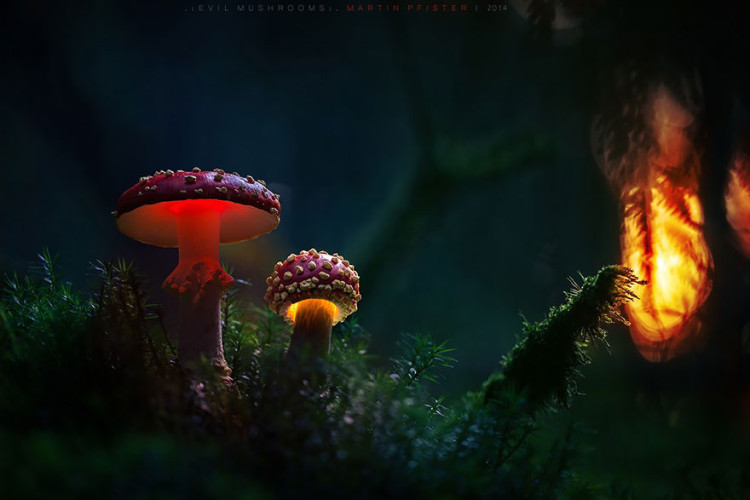 Glowing Mushroom Macro Photography by Martin Pfister